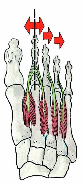 plantaris lat) Čihák R: Anatomie