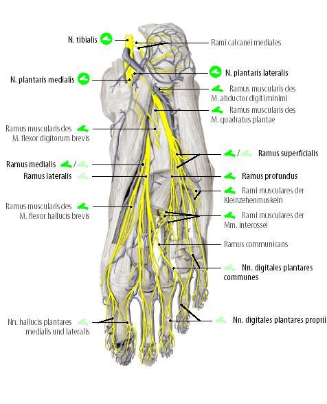 Anatomie.
