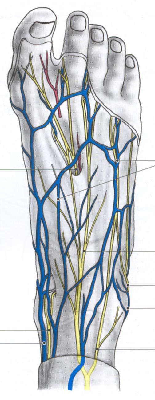 Topografie dorsum