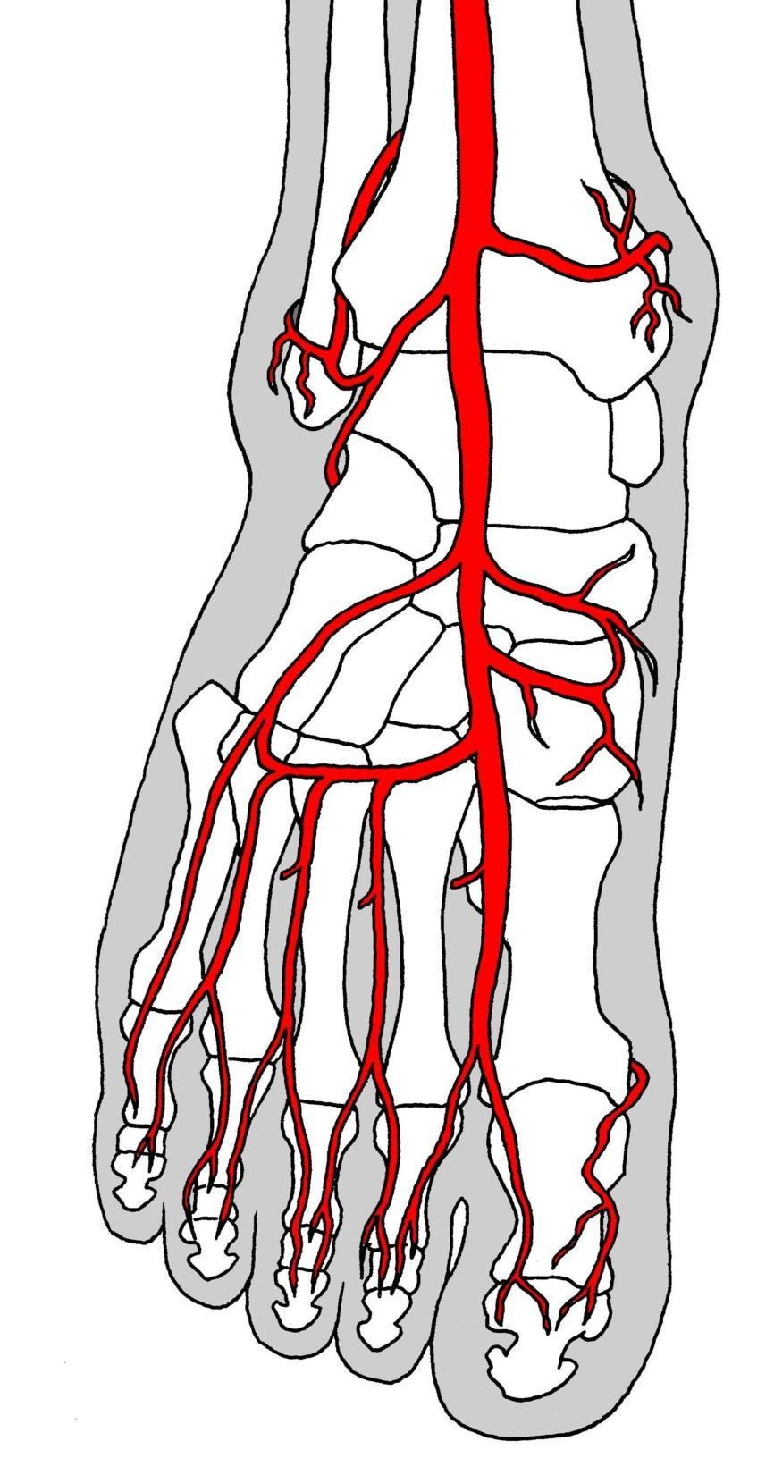 a. tibialis anterior a. malleolaris ant. med. a. malleolaris ant. lat. a. dorsalis pedis a. tarsalis lat. a. tarsales med. a. arcuata aa.