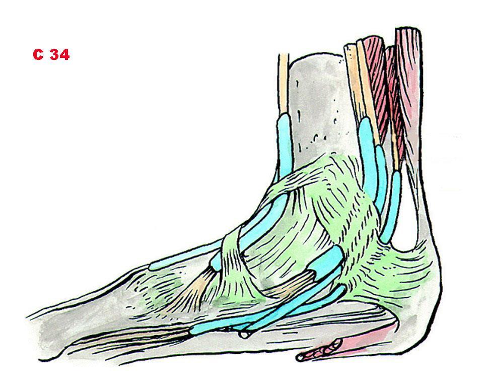 Čihák R: Anatomie 1.
