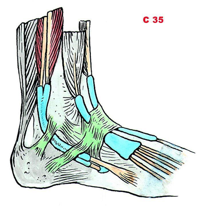 Čihák R: Anatomie 1.
