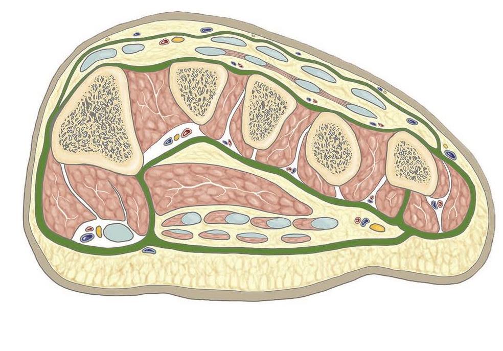 Grim, Naňka, Helekal: Atlas Anatomie