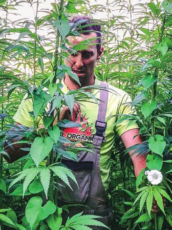 Evropská unie třeba říká, že i když je technické konopí schválené a pěstuje se po celé Evropě, tak jeho květ by do potravin přijít neměl, respektive může tam přijít ve velmi malém množství.