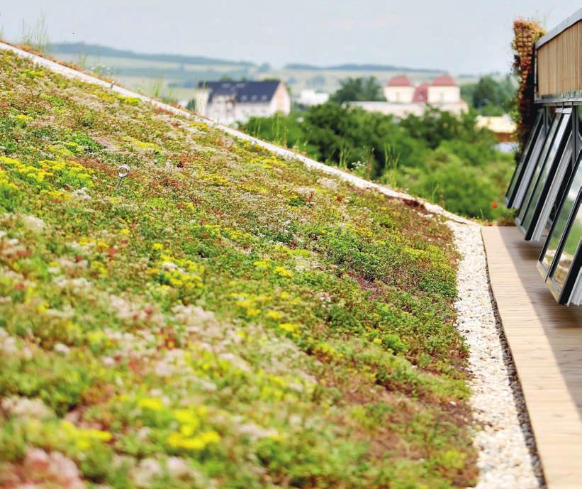 f O kus Střechy proti výhni Zelené střechy pomáhají snižovat teploty o desítky procent Rostoucí teploty posledních let netrápí jen zemědělce, kterým usychá úroda, nebo lesníky, jimž horka a kůrovec