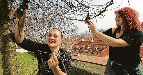 Zahradní ovocné stromy a keře je nutné pravidelně prořezávat, aby lépe plodily a dožily se vyššího věku.