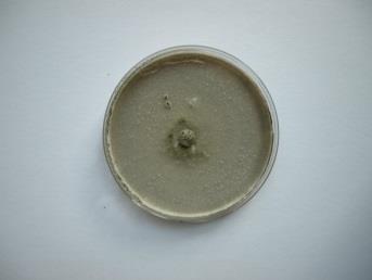 1 2 3 4 5 6 kontrola 1 - epoxiconazole, fluxapyroxad, pyraclostrobin 2 - epoxiconazole, fenpropimorph, metrafenone 3 - prothioconazole, trifloxystrobin 4 - prothioconazole 5 - chlorothalonil,