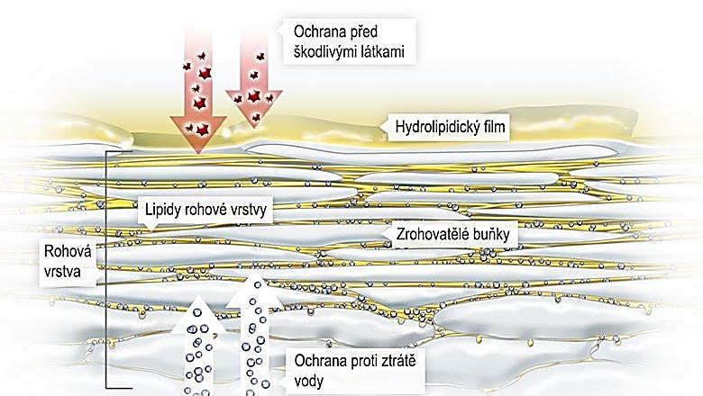 Pokožka epidermis Pokožka, nejsvrchnější vrstva kůže, chrání před ztrátou vody, před toxiny a bakteriemi. Základními buňkami celé epidermis jsou keratinocyty odlišené do pěti podvrstev.