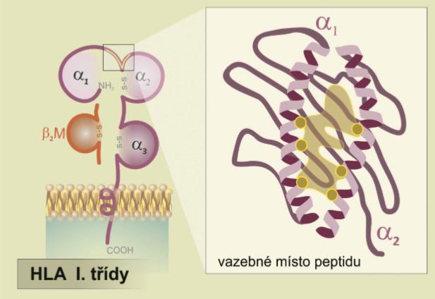1.3.1 Klasifikace a umístění HLA I. třídy Do HLA I. třídy patří dvacet genů. Nejdůležitější antigeny HLA I. třídy jsou antigeny HLA-A, HLA-B a HLA-C, nacházející se nejdále od centromery.