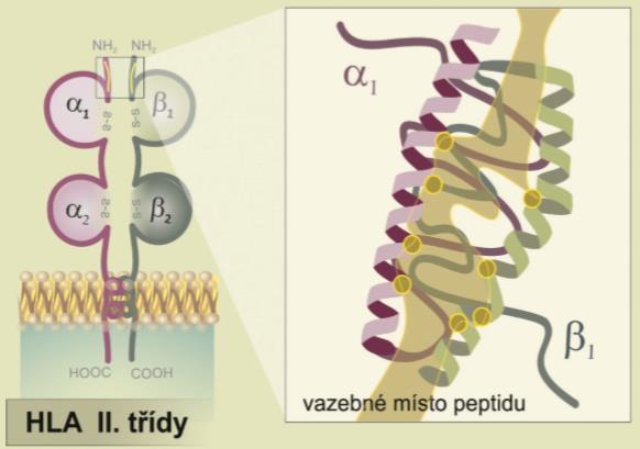 na něj mohou vázat i delší peptidy (obvykle 15-35 aminokyselin), které na jednom či obou koncích přečnívají. (1) (4) Obrázek 2 Struktura molekul HLA II. třídy (1) 1.4.3 Funkce HLA II.