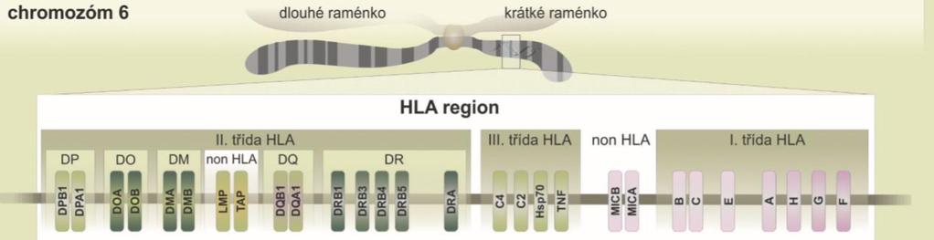 dva haplotypy, jeden od otce, druhý od matky. Soubor haplotypů vytváří genotyp. HLA alely se exprimují kodominantně.