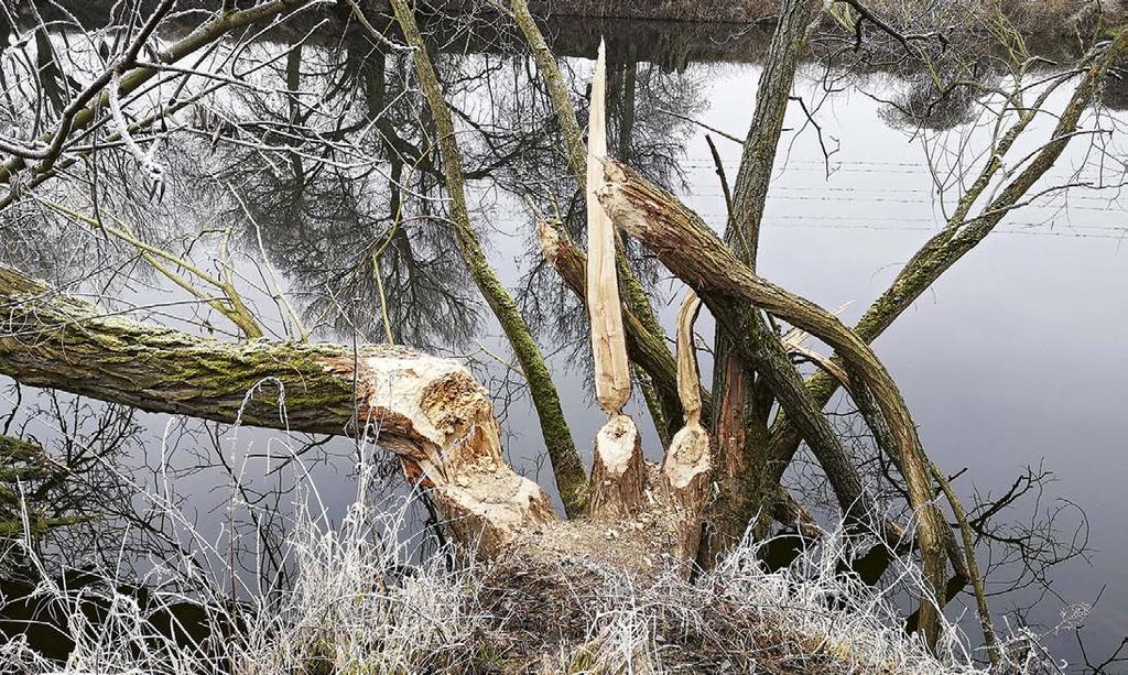 ledna 2020 - materiál na bobří hrad Fotografie na této dvoustraně: Muzeum Benátecka, Pavel Vraník Obyvatelé Benátek ostatně projevili v období, kdy byla demokracie v Česko-Slovensku neustále