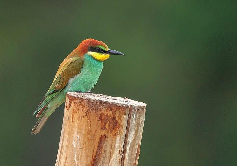 7 Mladá vlha pestrá (Merops apiaster) vyvedená v Cepáků pískovně u Mladošovic (foto M. Reiser 9. 8. 2017). Fig.