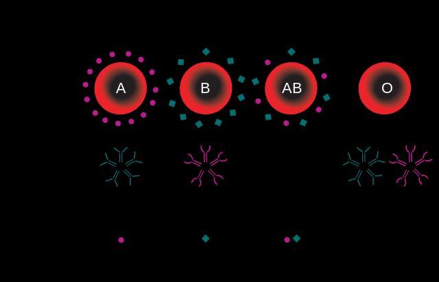 Obrázek 1 určování krevních skupin v AB0/RhD systému Zdroj obrázku - http://www.genetika-biologie.cz/krevni-skupiny Dědičnost KS se řídí Mendelovskými pravidly dědičnosti.