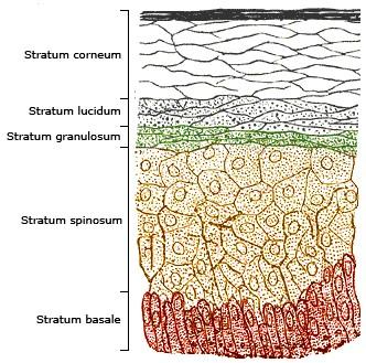 1.1 Epidermis Epidermis je nejzevnější vrstva kůže, která je tvořena vrstevnatým dlaždicovým epitelem. Je bezcévná a její výživa je zajišťovaná difuzí z koria.