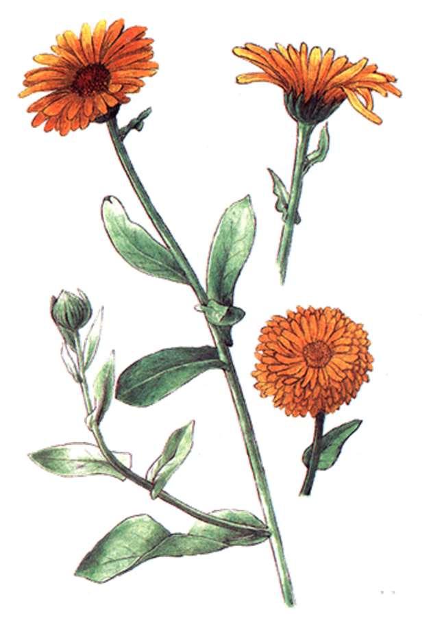 6.4.2 Měsíček Calendula officinalis L., měsíček zahradní Obrázek 31 Měsíček lékařský Charakteristika: Druh je domácí v Evropě a v Orientu. U nás je pěstován odpradávna.