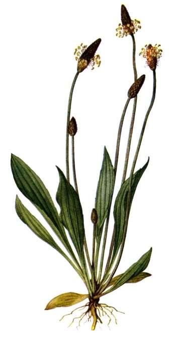 6.4.3 Jitrocel Plantago lanceolata L., jitrocel kopinatý Obrázek 33 Jitrocel kopinatý Charakteristika: Rozšířený v Evropě a Asii. U nás hojně na polích, u cest a na lukách. Užívaná část je list.