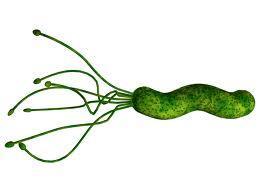 V počátečním stadiu může Helicobacter pylori vyvolat potíže např.