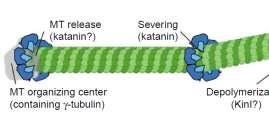 +TIPs): EB1 (end-binding protein 1); CLASP (CLIPassociated protein): vysoce