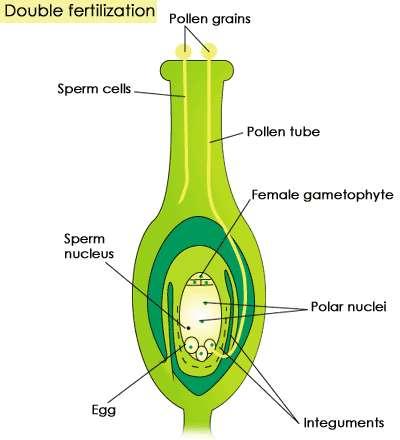 Buněčný cyklus MT v samičím gametofytu Endosperm: -vyživovací pletivo