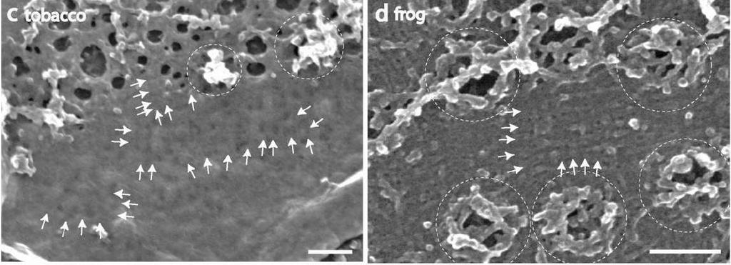 Základní složky a vlastnosti cytoskeletu Intermediární filamenta