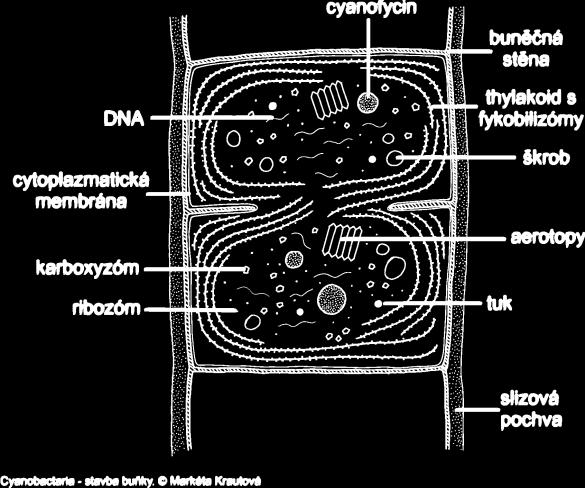 ŘÍŠE-BACTERIA IMPERIUM PROKARYA ODD.