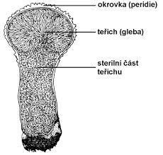 nebo bazidie mohou být různě uspořádané v té plodnici -bazidie uvnitř plodnice-v teřichu -bazidie rozprostřené po teřichu nebo taky v roušku -GLEBA=těřich (vnitřek) -PERIDIE=okrovka (povrch) -různé