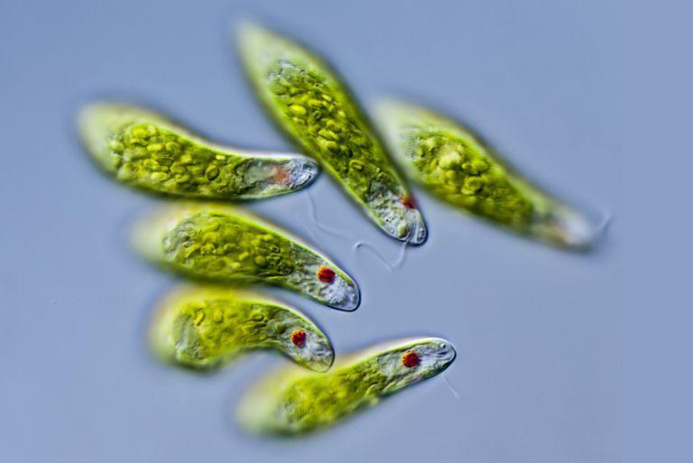 ŘÍŠE EUKARYA ODD.: EUGLENOPHYTA KRÁSNOOČKA sladkovodní bičíkovci, monadoidní stélka (Euglena sp.