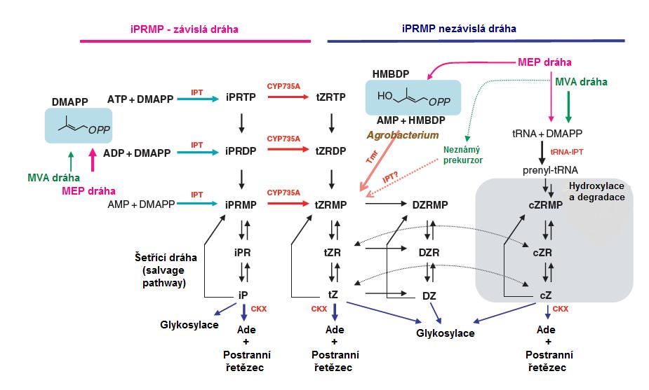 Obr. 3 Model biosyntézy cytokininů v rostlinách. Konverze mezi nukleotidy, nukleosidy a nukleobázemi (např. iprmp, ipr a ip) jsou katalyzovány enzymy tzv. purinové šetřící dráhy (salvage pathway).
