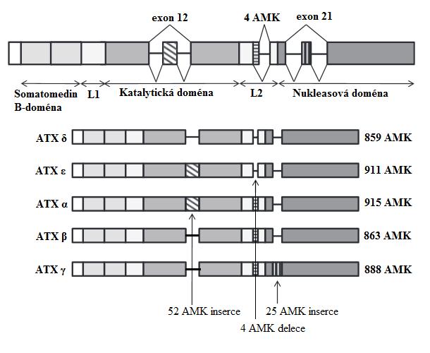 NPP3 byla poprvé identifikována jako gp130 RB13-6, tedy glykoprotein plasmatické membrány, který je rozpoznán monoklonální protilátkou RB13-6.