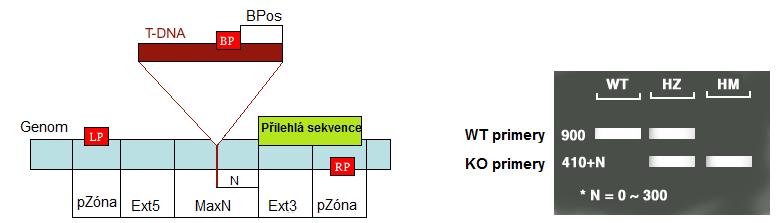 Obr. 12 Princip selekce homozygotních linií. N rozdíl mezi danou inzercí a přilehlou sekvencí.