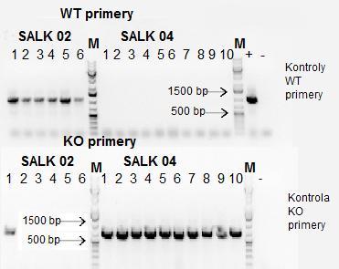 Obr. 14 Výsledek PCR a gelové elektroforézy linií SAIL 1-2-1-(1-10) a SAIL 1-2-2-(1-10) (5. generace).