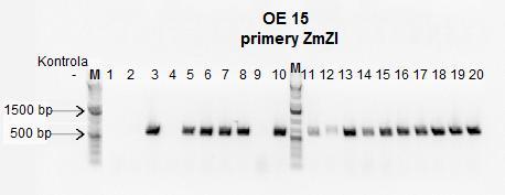 Obr. 16 Výsledek PCR a gelové elektroforézy overexpresorů OE 15-(1-20; 2. generace). M standard molekulových hmotností; - negativní kontrola; 1 20 číslo konkrétní rostliny. Na obr.
