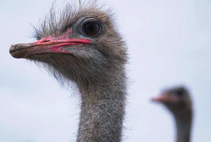 Ovšem dvě útlé dlouhé nohy, opeřený trup a hadovitý krk, ty zahlédnete obvykle spíš v Africe nebo v zoo. Přesto vydáte-li se pouhých deset kilometrů na sever od Blanska, dlouhé krky za- sů.