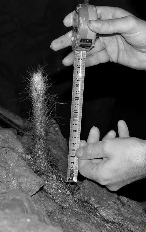 Foto 1 Zatím největší kořenový stalagmit v Barové jeskyni na snímku z listopadu 2011. Celková délka v době měření 17,3 cm měřeno od základny po nejvyšší kořenové vlákno (Foto P. Koukal).