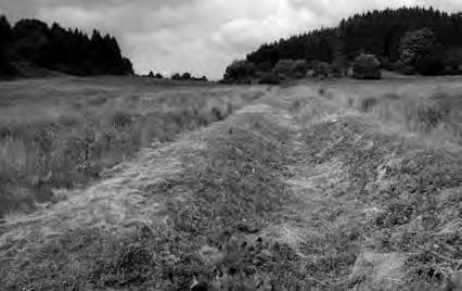 Obr. 10 Neselovský žlíbek, průkop od Žabárníku, vlevo Neselov, vpravo Brusná (Foto J. Flek, červenec 2013) Fig.