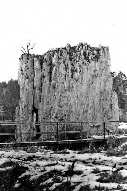 Obr. 7 Hřebenáč bez kříže, 9. ledna 1966 (Foto Jiří G. Švehla Yetti) Rozhodně nebyl natřen a nesvětélkoval. R. Šikula, R.