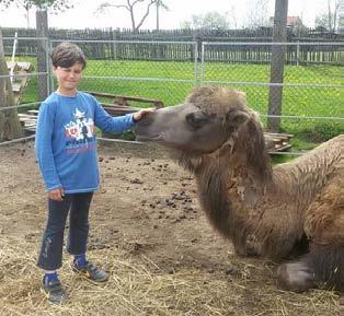 Po domluvě je možná úžasná procházka s lamami nebo kozami, můžete se také svézt na koních nebo ponících.