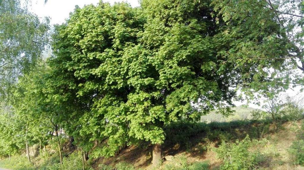 snad nebylo stavení, odkud by někdo nebyl ve válce. Například od Hodíků (chalupa na konci vsi naproti Petráškům/Brůhům v 60.