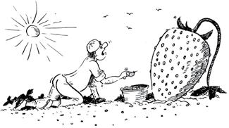 A. Z pěti a půl řádku se sklidilo kg jahod. Kolik kg sklidil zahrádkář průměrně z jednoho řádku? řádku kg jahod řádek x kg x kg A. A. A. a) Z jednoho řádku sklidil kg jahod.