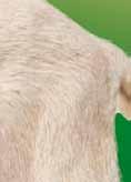 Immunstart, Milkivit