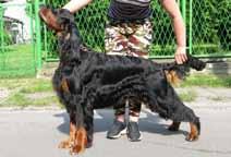 4 CLEAR Výstavy: CAJC, CAC, CAC ČMKU, NV, CACIB, BOJ, BOS; Zkoušky: ZV - I.c.