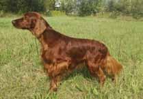 CACIB Zkoušky: PZ I.cena, SZVP I.cena, LZ I.cena Otec: Corranroo Redweed Matka: Isabel Montefigueiras Majitel: Oldřich Slavotínek, J.V.Sládka 4, 796 04 Prostějov, tel.