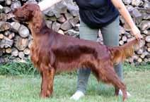 zuzka@centrum.cz CHARON Z JIROUŠKOVA DVORA CH ČR, CH HU ČLP - 16399, nar. 23.5.2017, 65 cm, DKK A, DLK 0/0 Výstavy: CAJC, CAC, BOB Zkoušky: ZV I.cena, PZ I.cena, Mem.
