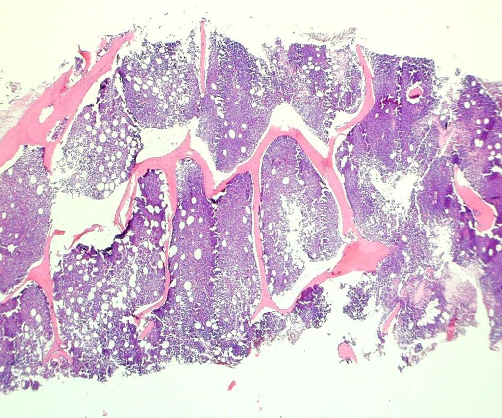 HISTOLOGICKÉ