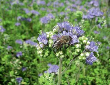 VČELÍ PASTVA Vlevo: Sběr pylu a nektaru na svazence shloučené Phacelia congesta; vpravo: detail svazenky vratičolisté Phacelia tanacetifolia barvu.