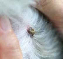 Diagnostika je dosti náročná serologický průkaz může být u symptomatického pacienta podstatným vodítkem (poměr přítomných protilátek navíc umožňuje určit fázi infekce), nicméně část autorů upozorňuje