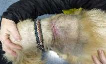 V celkové intravenózní anestezii byl vyhodnocen rozsah pos žení - ložisko zčernalé nekro cké kůže jen volně krylo silně poškozené podkoží a svaly (obr. 15. 10.).