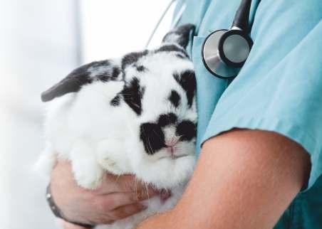 KRÁLIČÍ MOR Tzv. králičí mor (rabbit haemorrhagic disease, RHD) je poměrně nové onemocnění; první výskyt byl zaznamenán v r. 1984 v Číně u králíků importovaných z Německa.