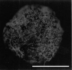 Structure and autoflurescence of a algea in cryoconite granules (Takeuchi, Kohshima, and Seko 2001) We need to expect that these surface micro zones are not only places where organisms can live.